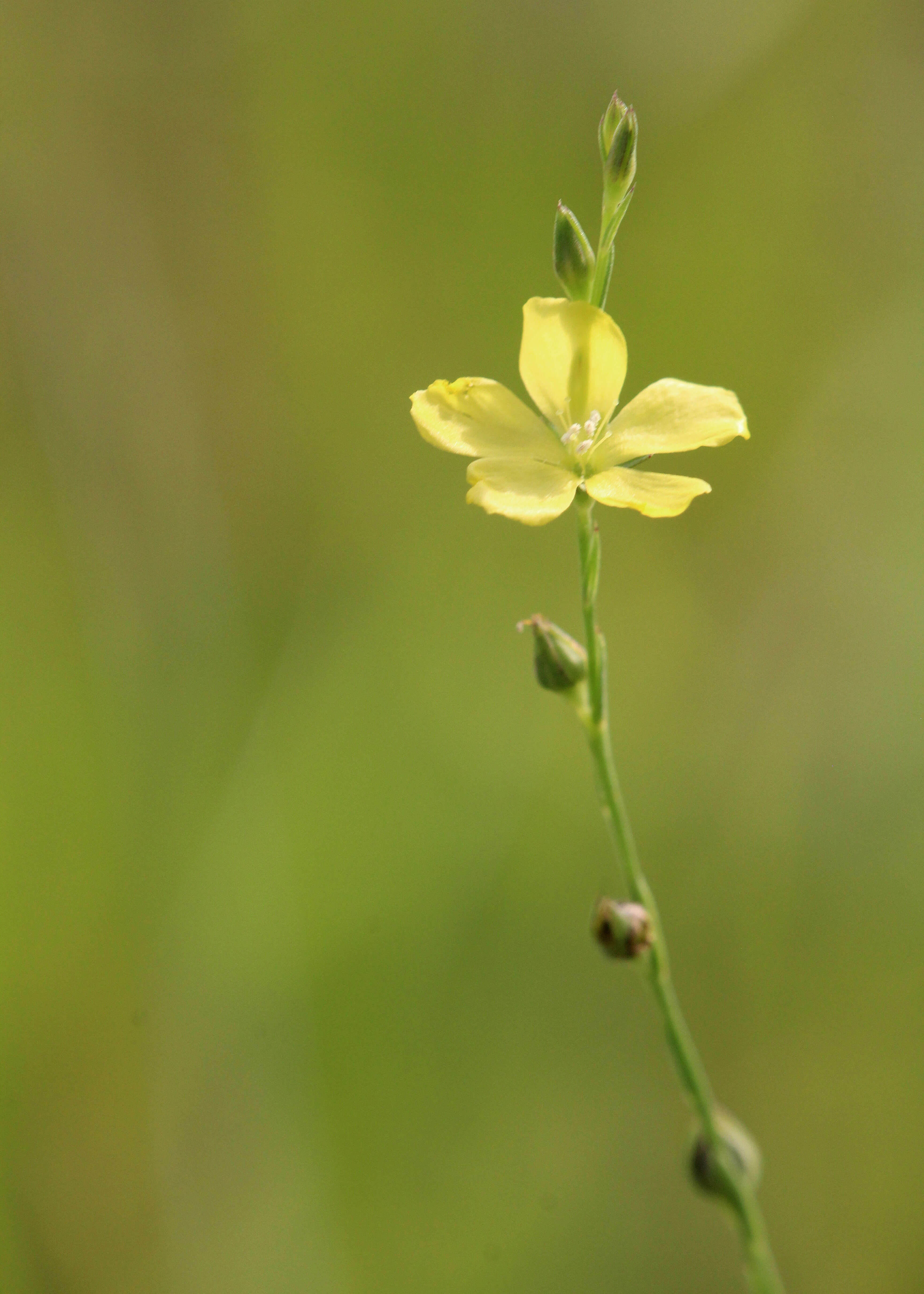 Image of Florida Yellow Flax