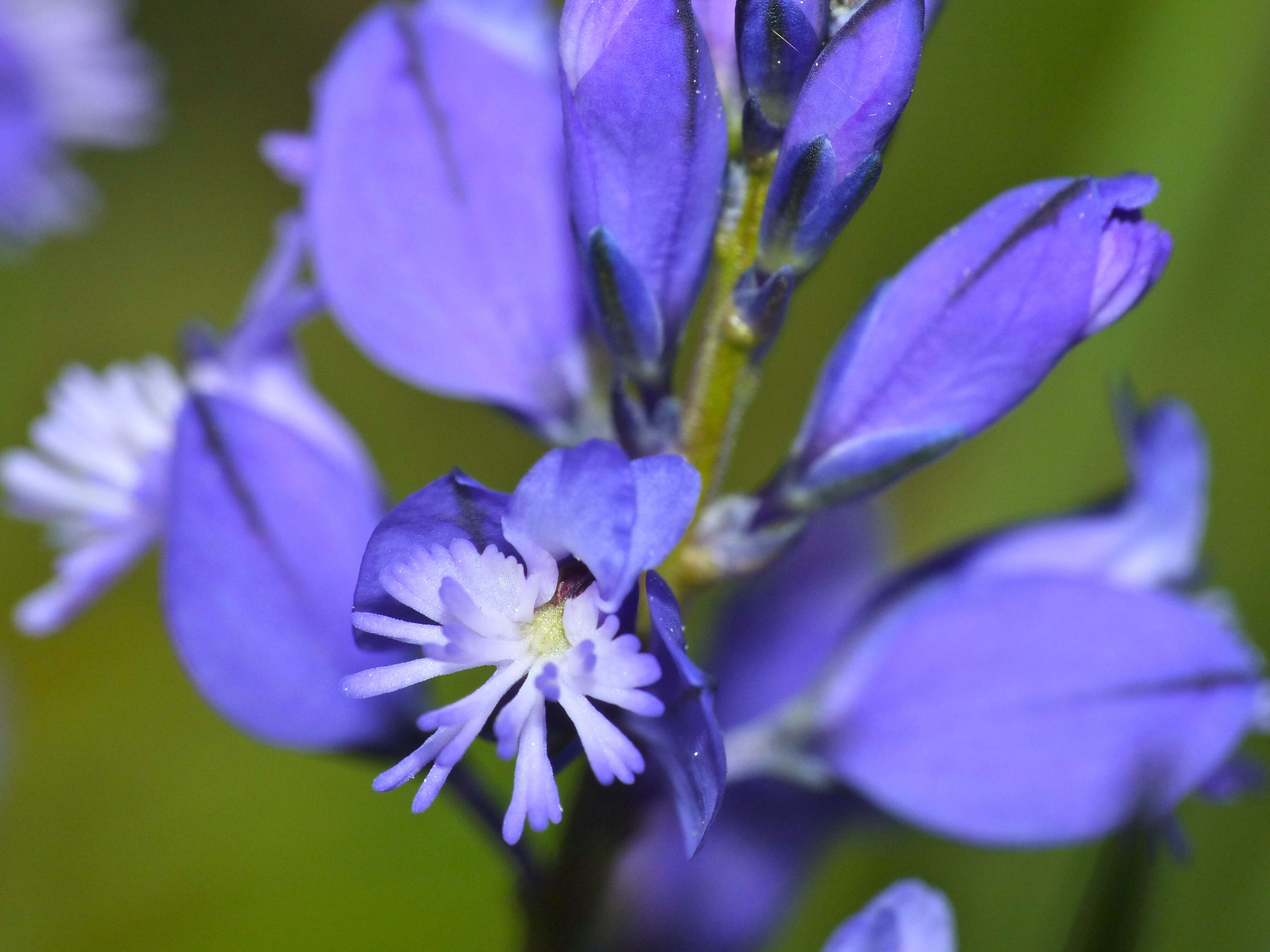 Image of Chalk milkwort