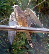 Image of Lesser Kestrel