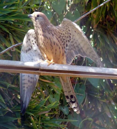 Image of Lesser Kestrel