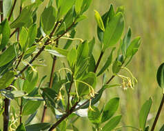 Image of red mangrove