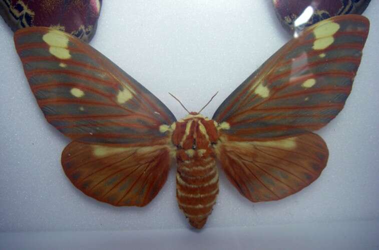 Image of Regal Moth