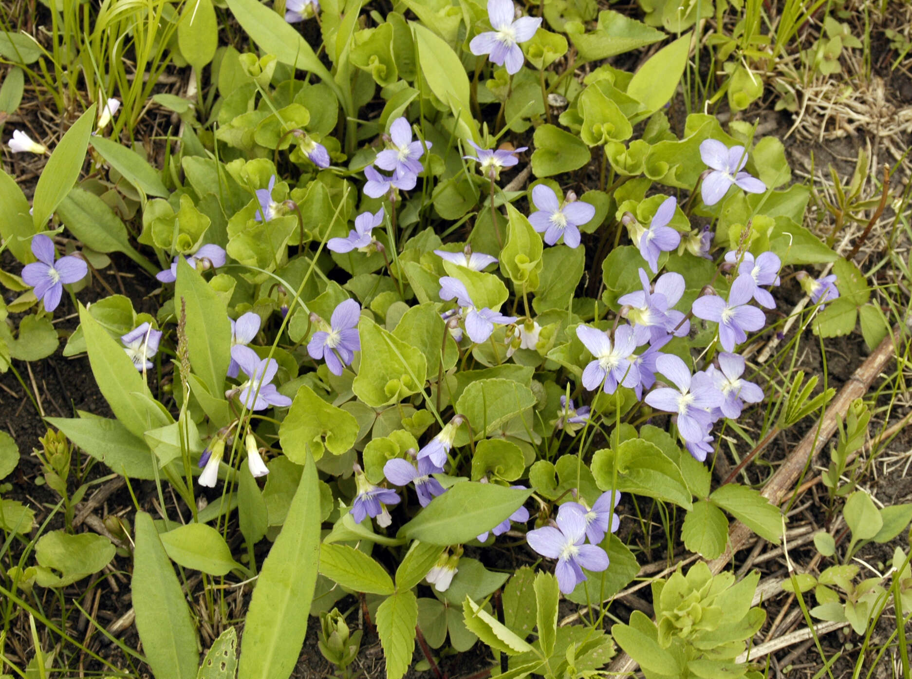 Image of common blue violet