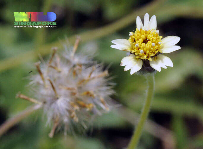 Imagem de Tridax procumbens L.