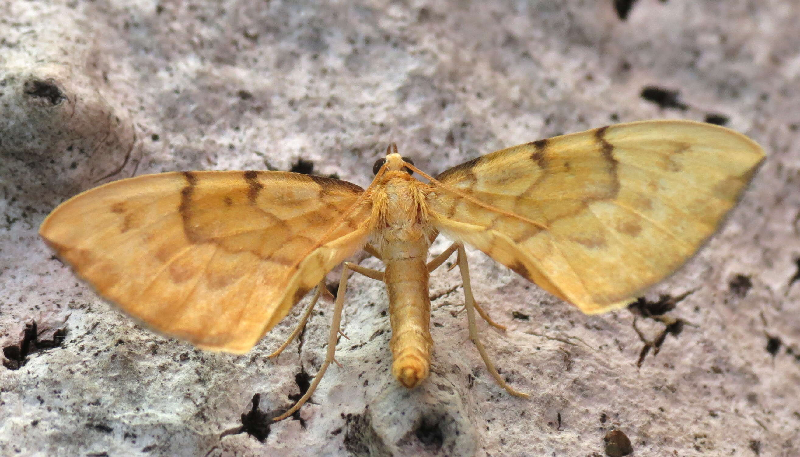 Image of Barred Straw