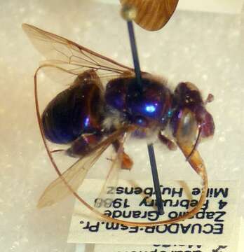 Image of Euglossa asarophora Moure & Sakagami 1969