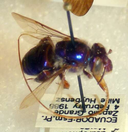 Image of Euglossa asarophora Moure & Sakagami 1969