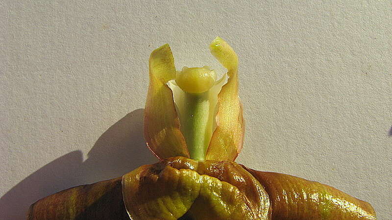 Image of Coryanthes speciosa Hook.