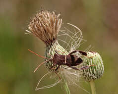 Image of Leptoglossus phyllopus (Linnaeus 1767)