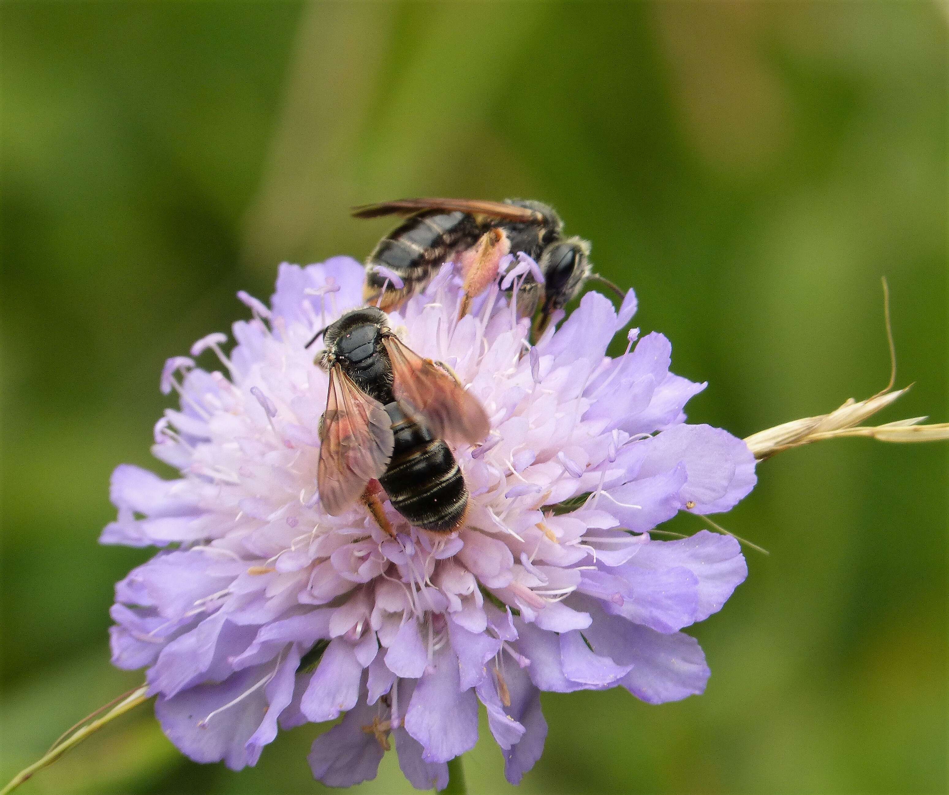 Image de Andrena hattorfiana (Fabricius 1775)