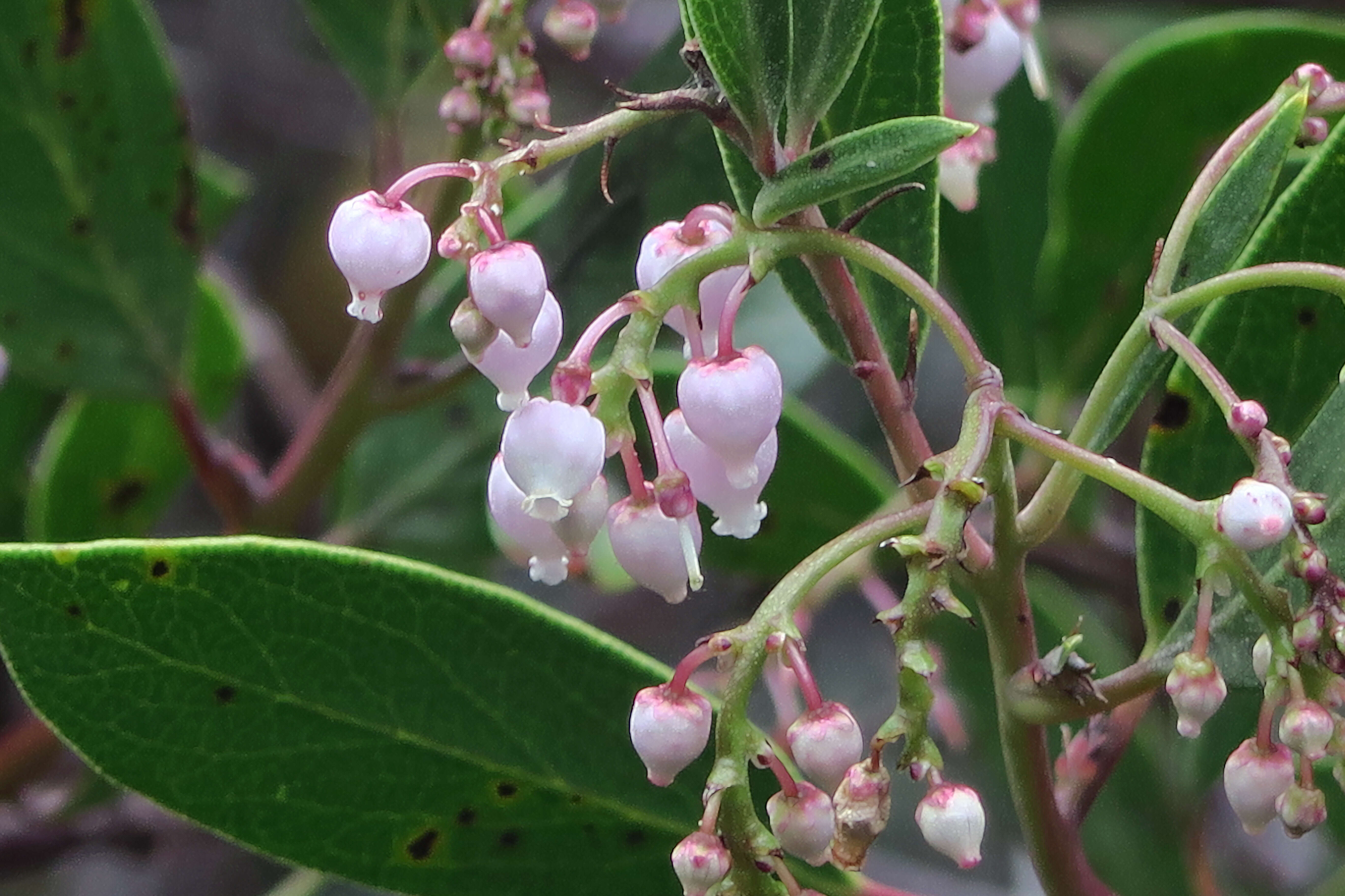 Image of Rincon manzanita