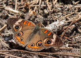 Image of Common buckeye