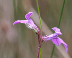 Image de Lobelia glandulosa Walter