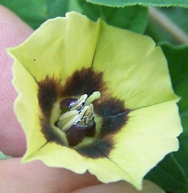 Physalis longifolia Nutt. resmi