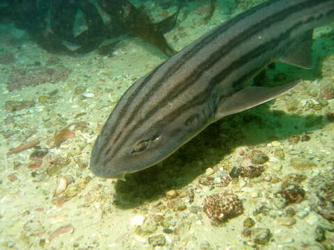 Image of Pyjama Shark