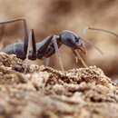 صورة Iridomyrmex splendens Forel