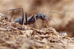 صورة Iridomyrmex splendens Forel