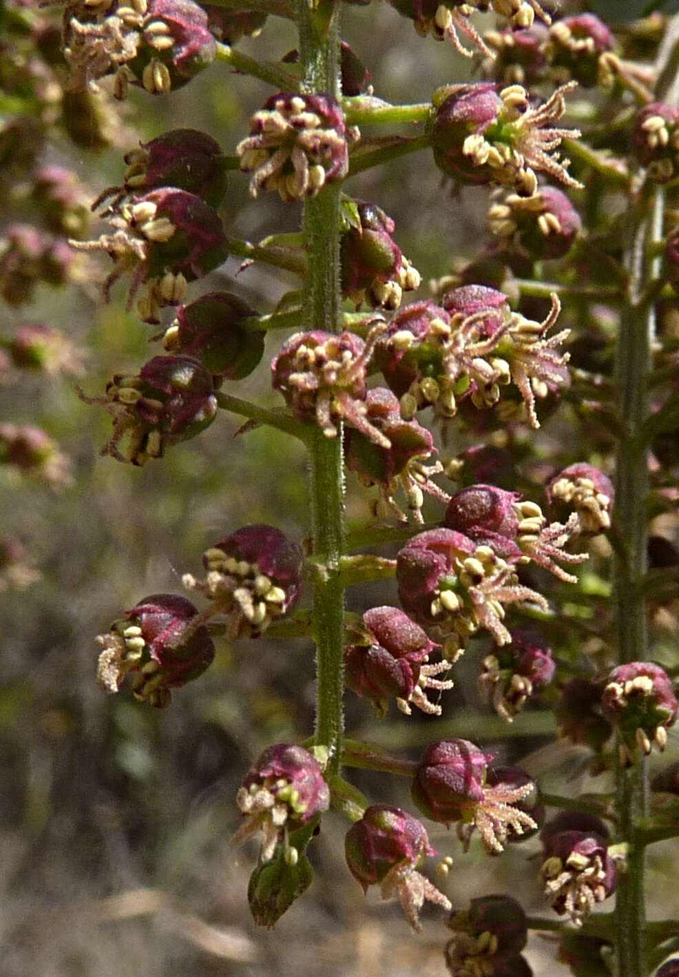 Image of Coriaria ruscifolia L.