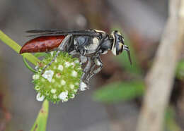 Image de Larra bicolor Fabricius 1804