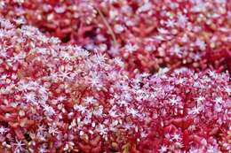 Image of Sedum caeruleum L.