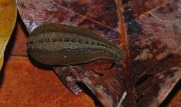 Image of Brown Leech