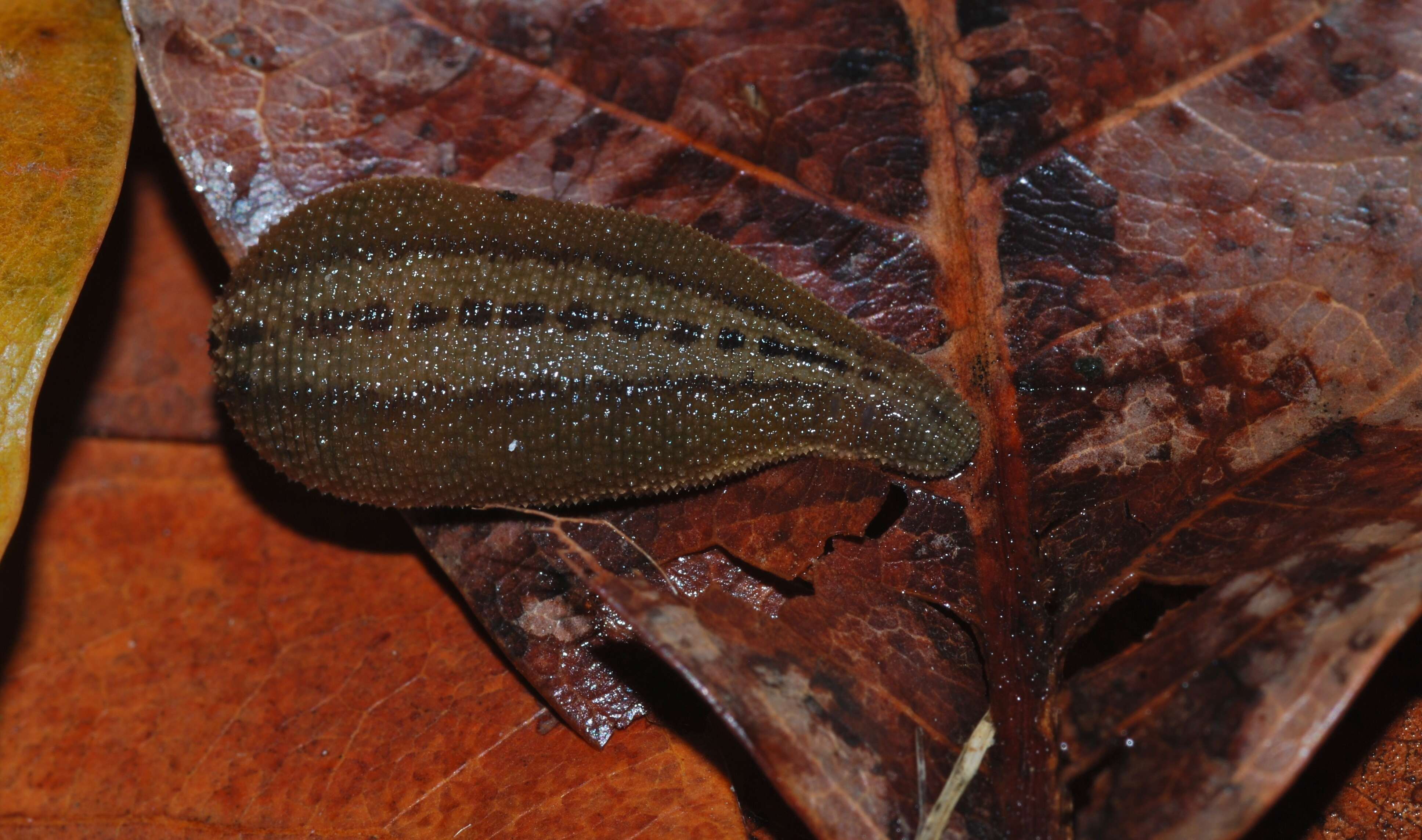 Image of Brown Leech