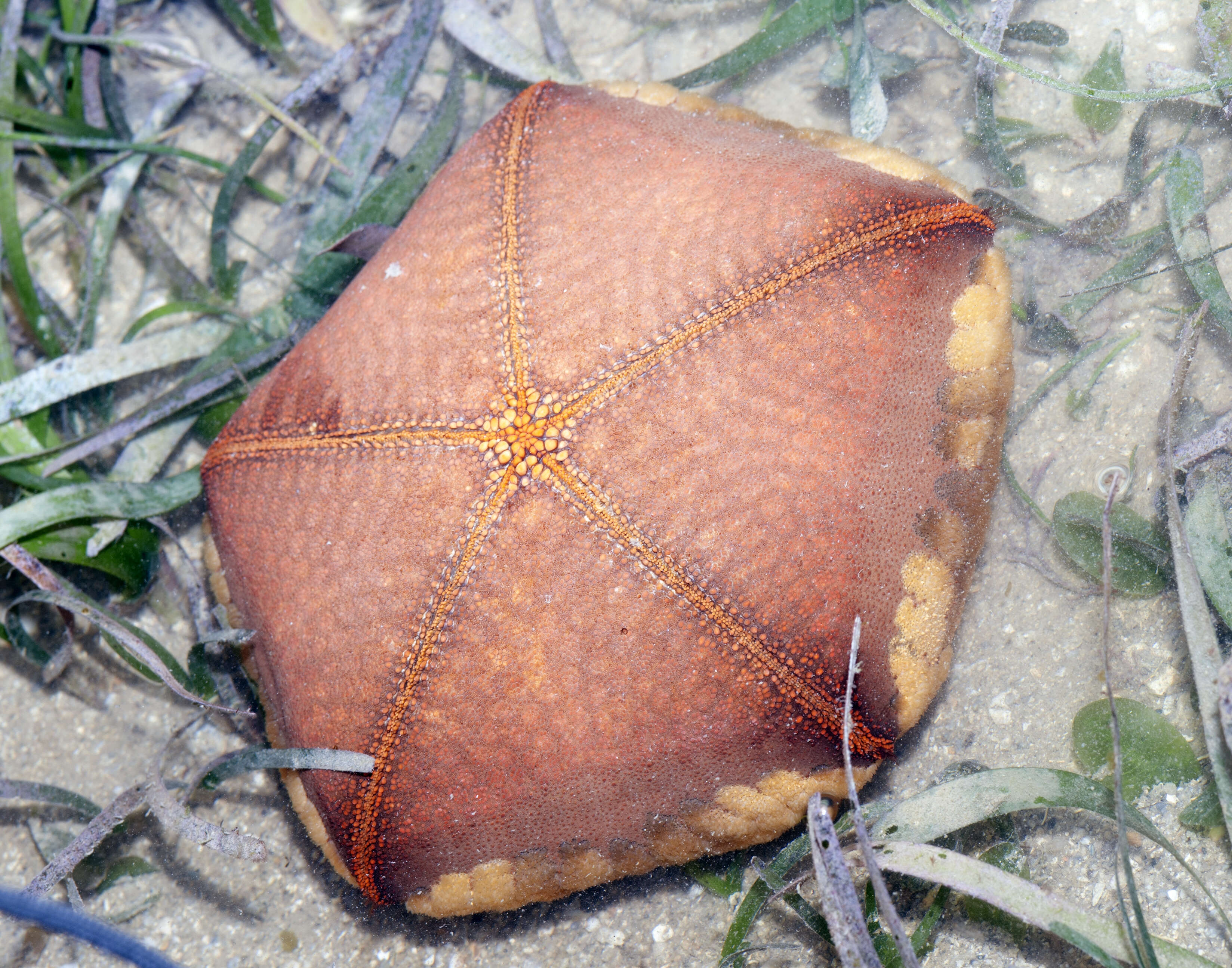 Image of Cushion star