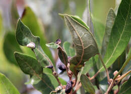 Image of Trioza magnoliae (Ashmead 1881)