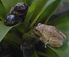 صورة Gastrotheca riobambae (Fowler 1913)