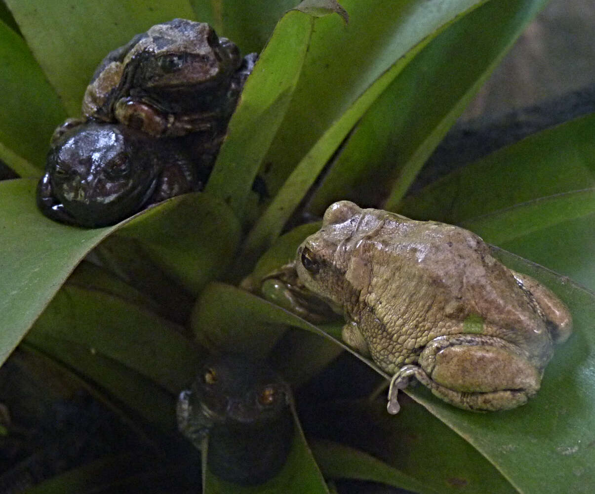 صورة Gastrotheca riobambae (Fowler 1913)