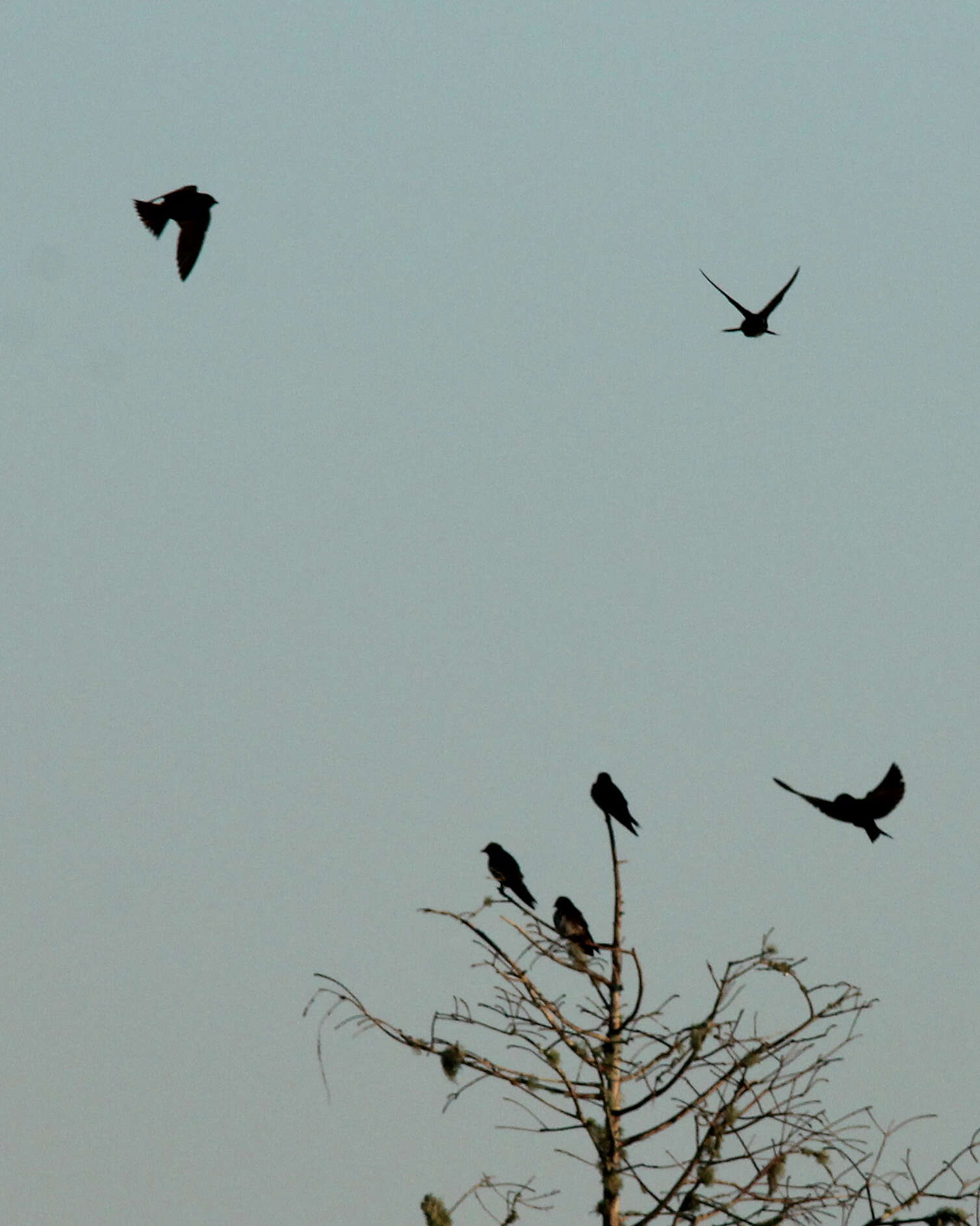 Image of Purple Martin