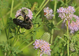 Image of American Bumblebee