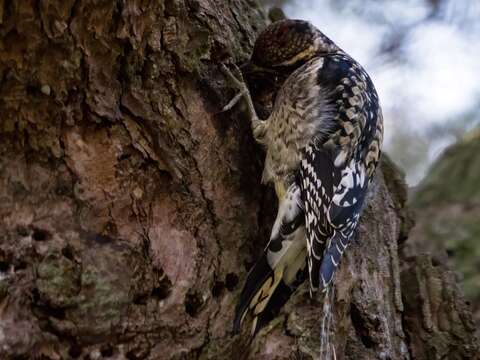 Image of Sapsucker