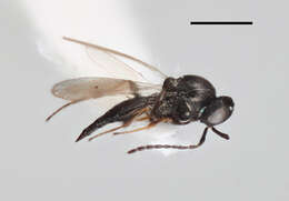 Platygaster flabellata Buhl 2003的圖片