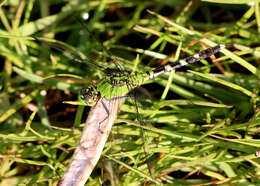 Image of Eastern Pondhawk