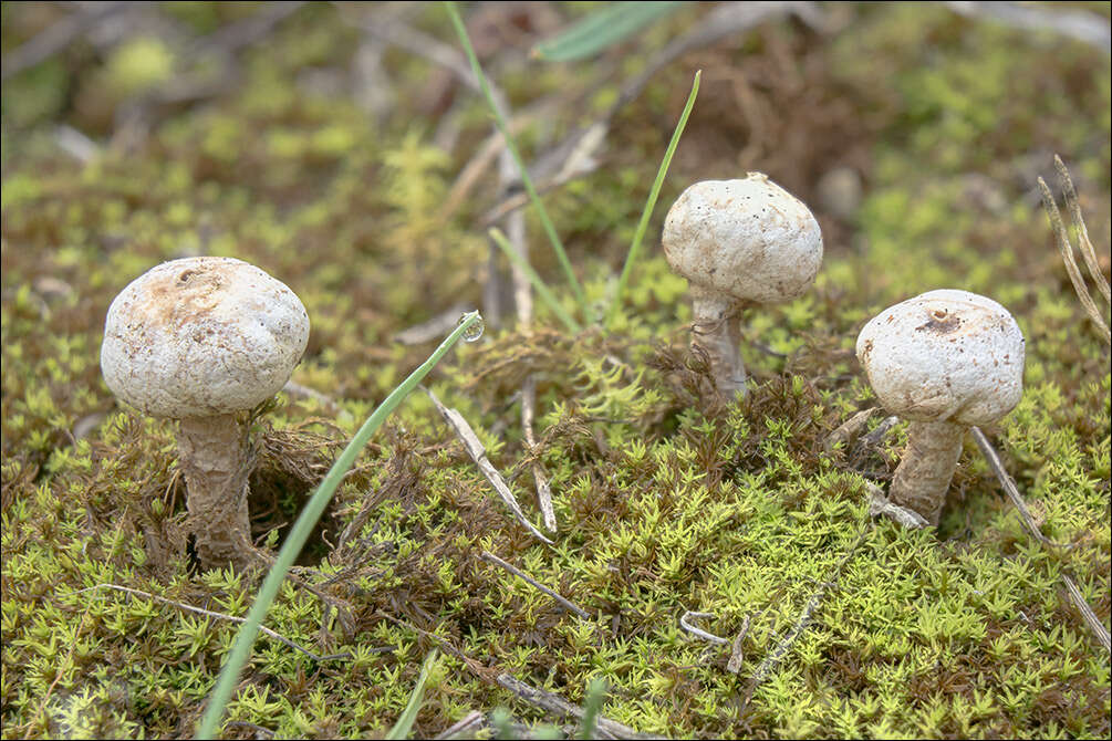 Image of Tulostoma brumale Pers. 1794