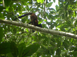 Image of Black-handed Spider Monkey