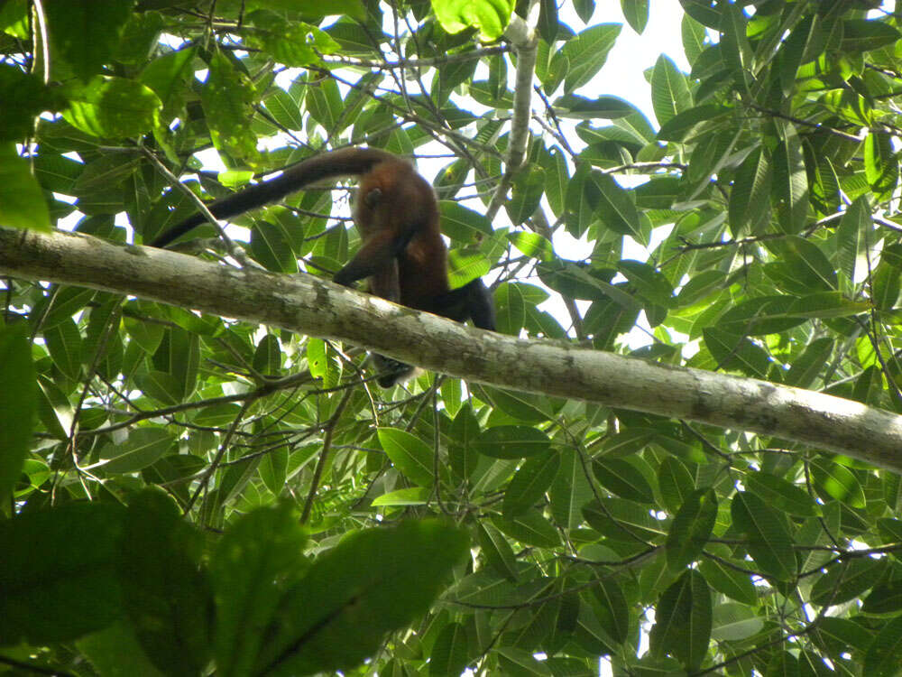 Image of Black-handed Spider Monkey