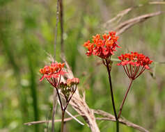 Imagem de Asclepias lanceolata Walt.