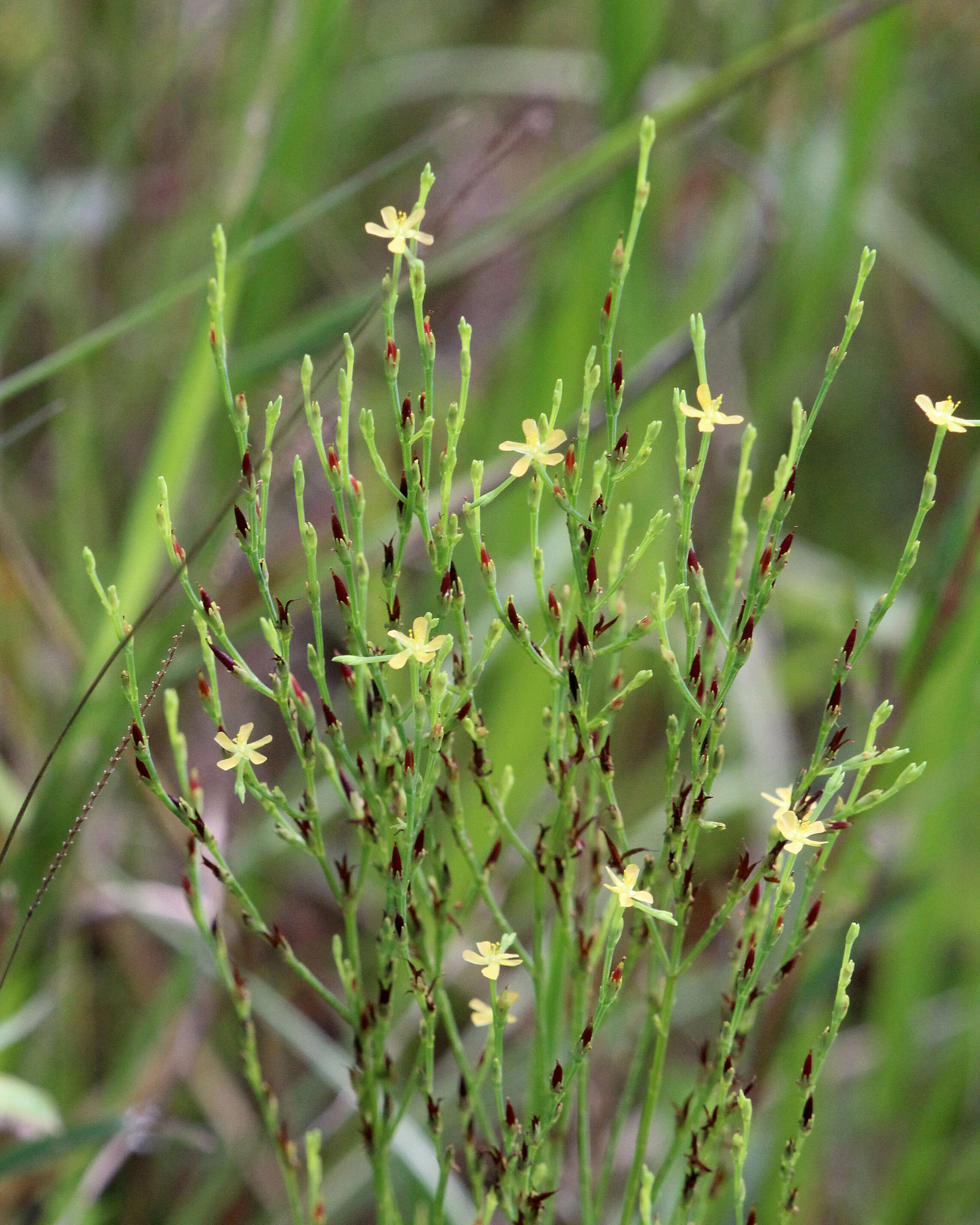 Image of orangegrass