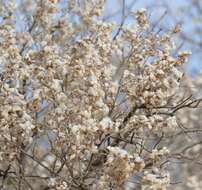 صورة Tarchonanthus camphoratus L.