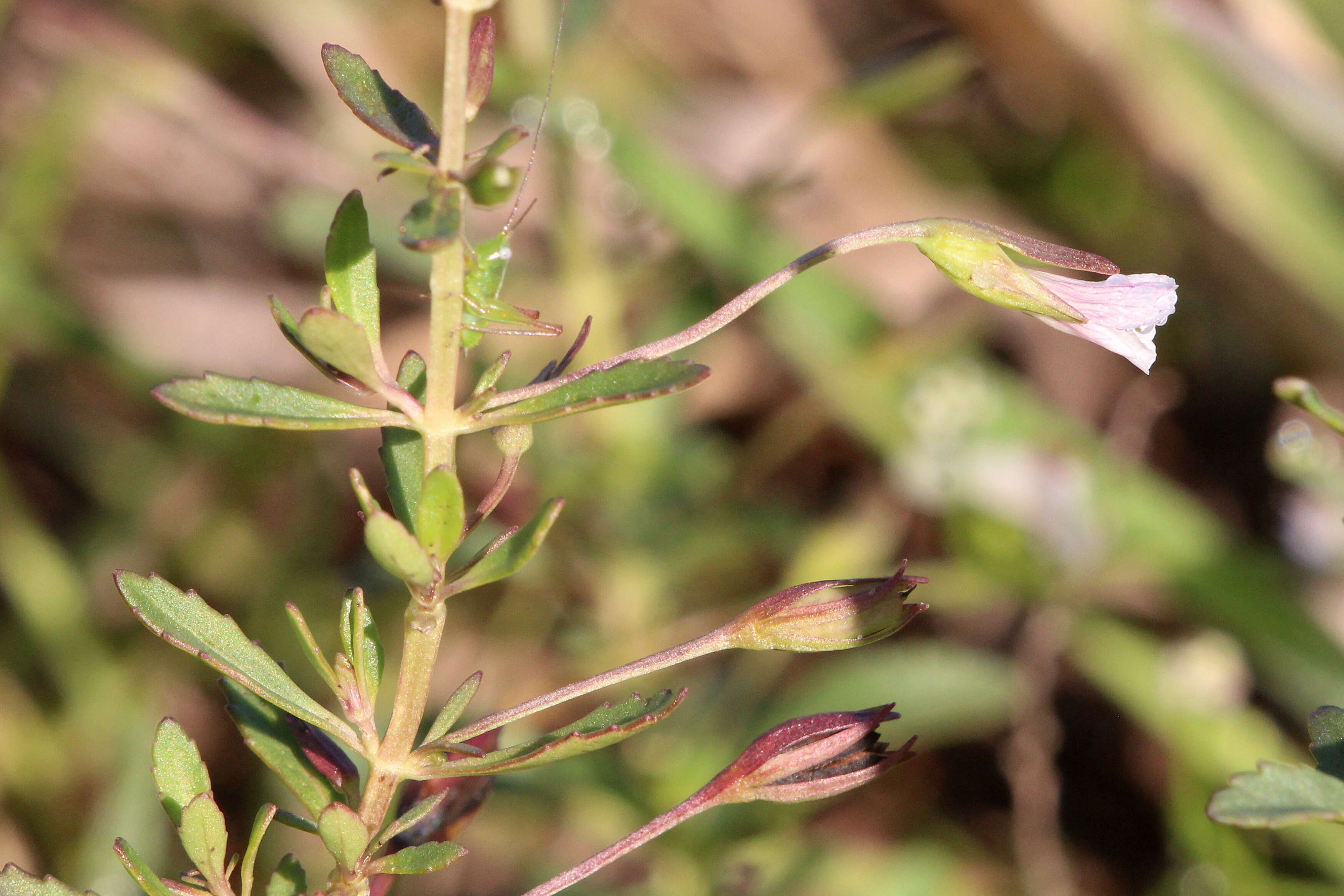 Mecardonia acuminata subsp. peninsularis (Pennell) R. A. Rossow resmi