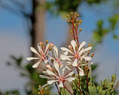 Image of flyweed