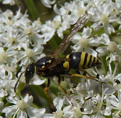 Sivun Ancistrocerus claripennis Thomson 1874 kuva