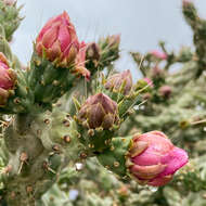 Image de Cylindropuntia imbricata (Haw.) F. M. Knuth