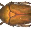 Image de Protaetia (Netociomima) bipunctata (Gory & Percheron 1833)