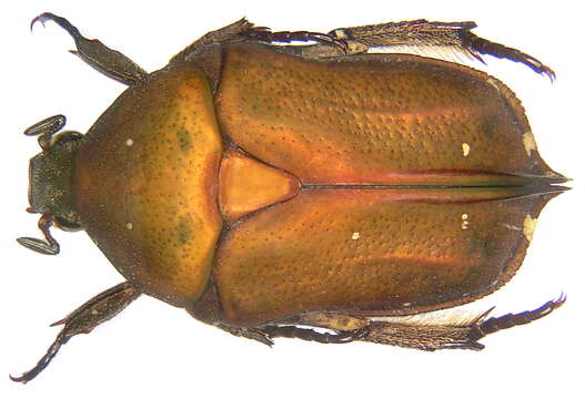 Image de Protaetia (Netociomima) bipunctata (Gory & Percheron 1833)