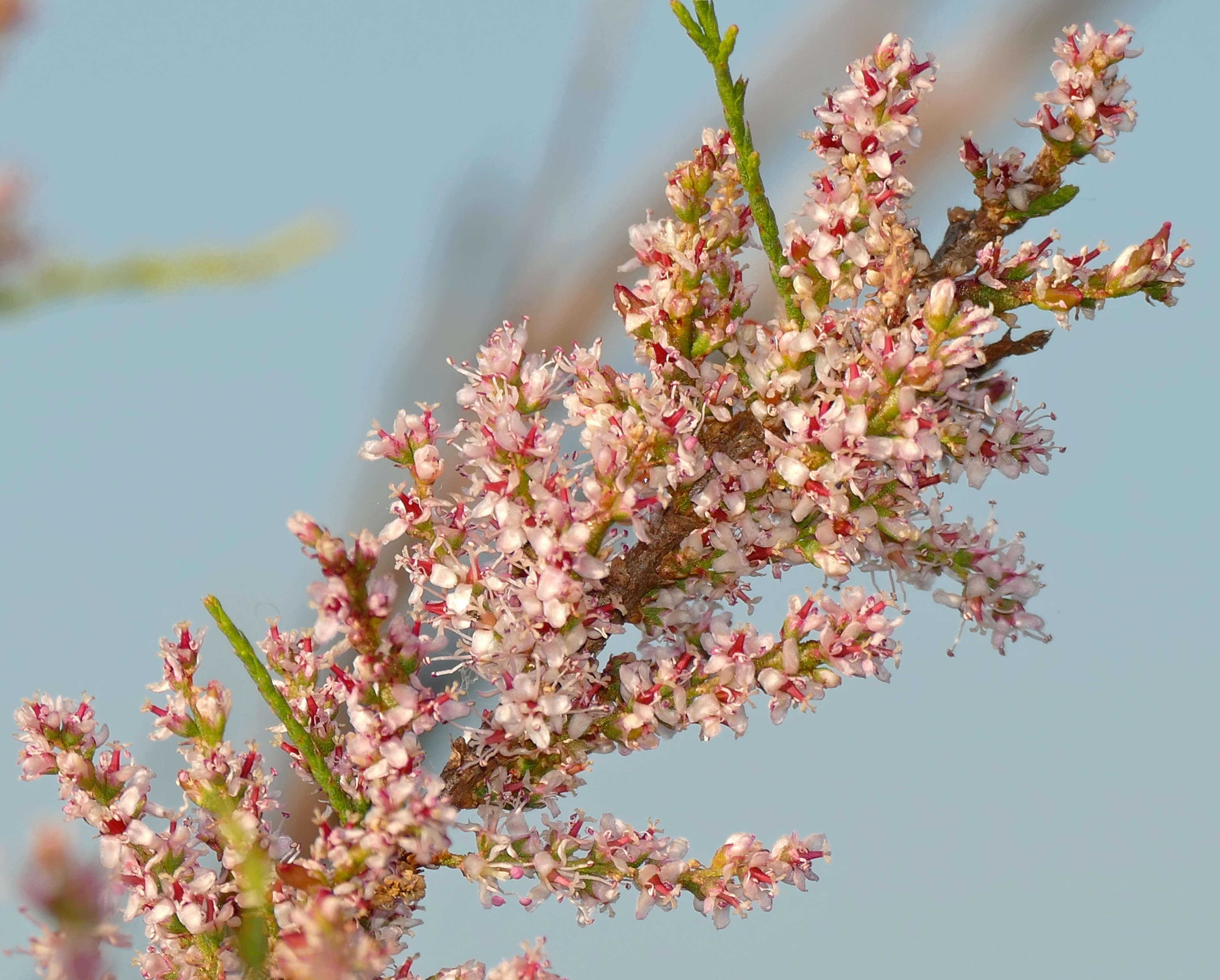 Image of Tamarisk