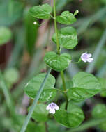 صورة Clinopodium brownei (Sw.) Kuntze