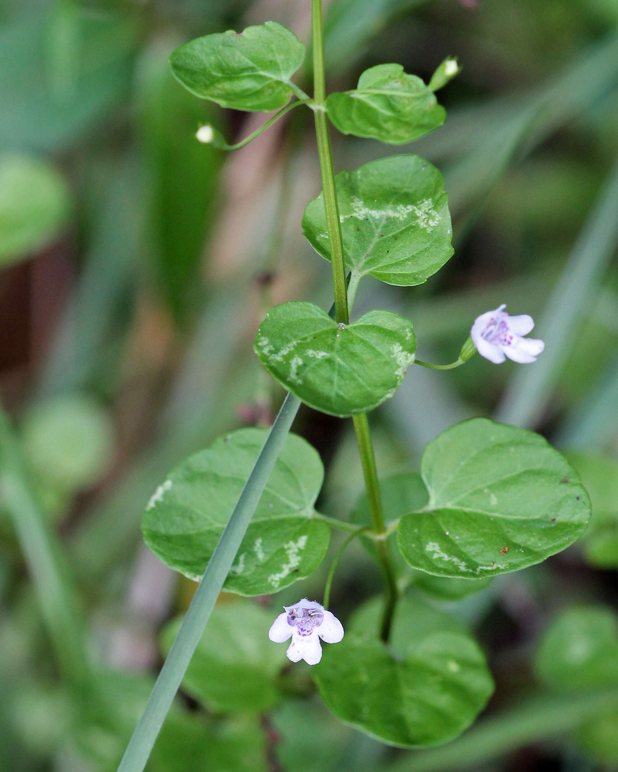 صورة Clinopodium brownei (Sw.) Kuntze